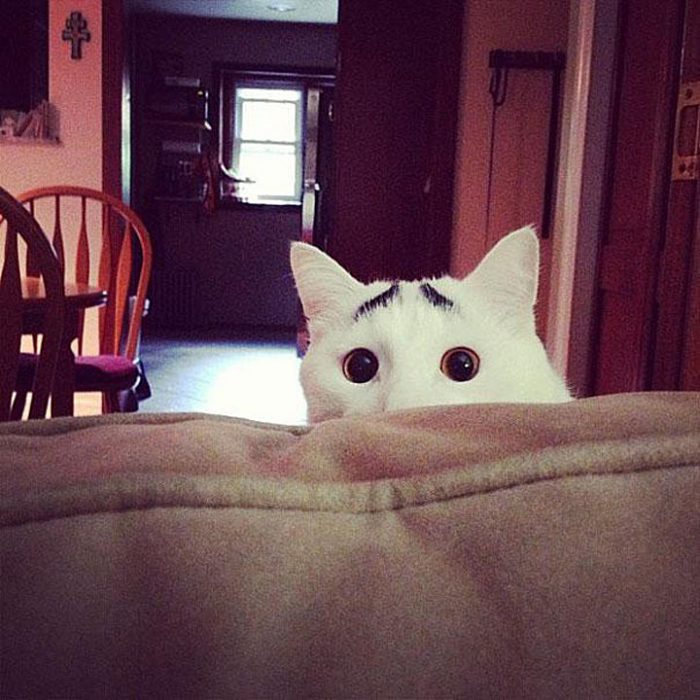 Самые интересные коты