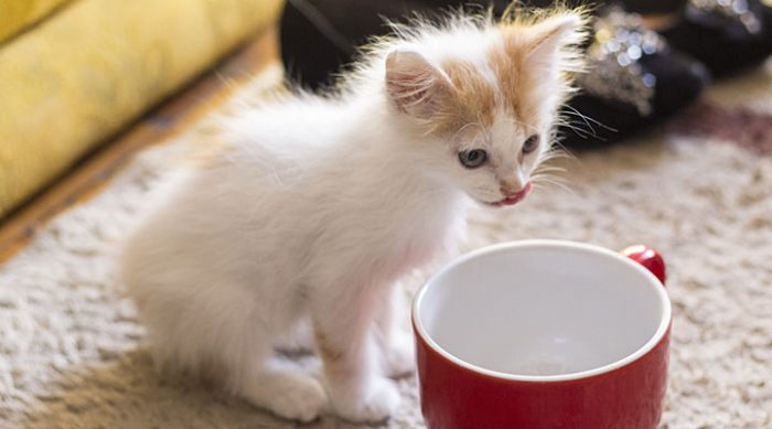 Чем нельзя кормить котенка: правила здорового питания