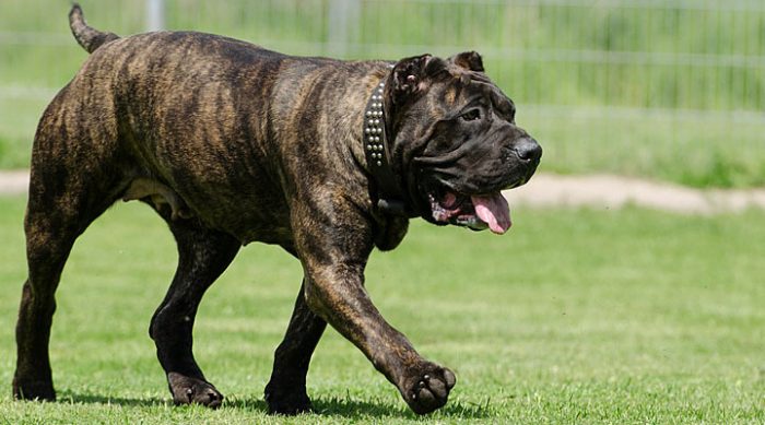Самые опасные породы собак в мире: 10 пород, которые подходят далеко не всем