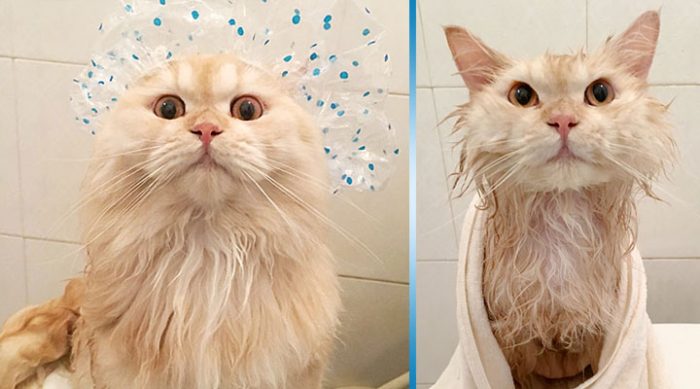 Лучший кот — это мокрый кот. Это мурчащее создание просто обожает мытье в душе