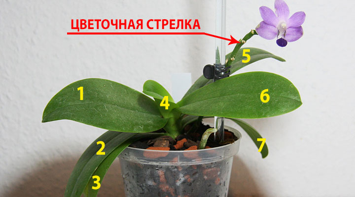 Черновик