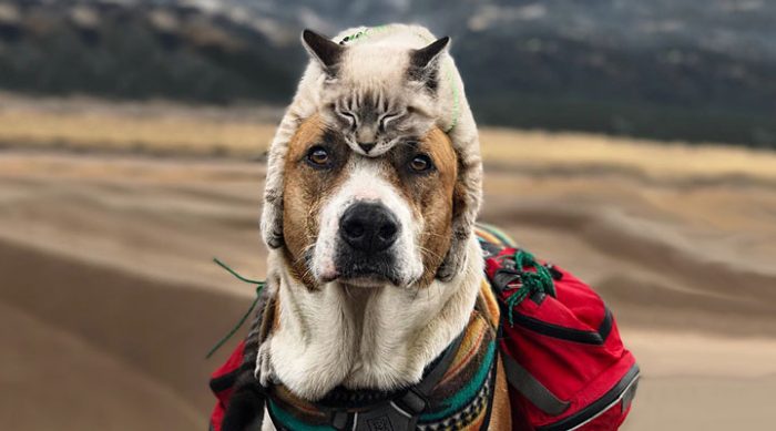 Как кошка с собакой: эти заядлые путешественники обожают свой образ жизни!