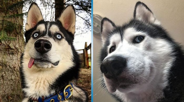 25 фото,подтверждающих, что хаски — самые экспрессивные собаки в мире