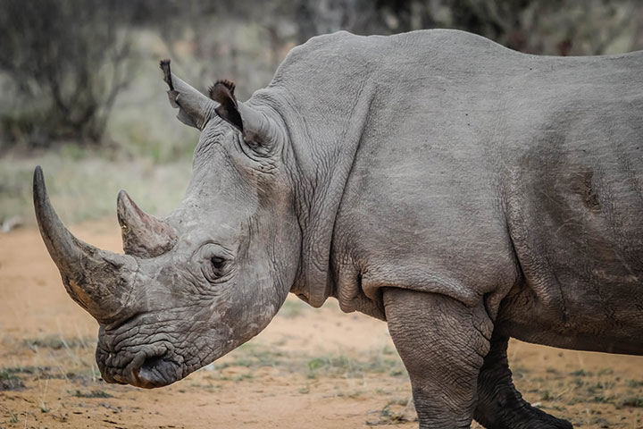 Рог носорога