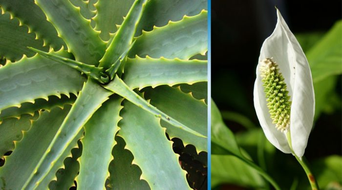 Кислородная бомба: эти привычные растения помогут эффективно избавиться от токсинов в доме