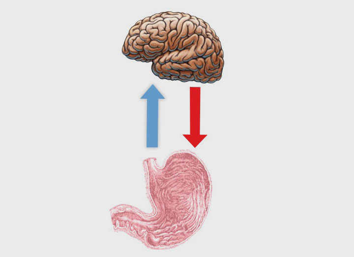 Ось кишечник мозг схема