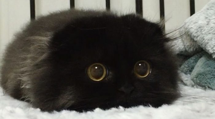 Гимо: очаровательный кот с самыми огромными глазами