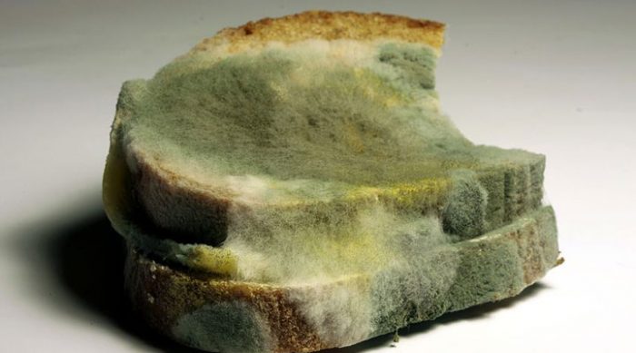 Что будет, если съесть хлеб с плесенью: то, что нам обычно не рассказывают