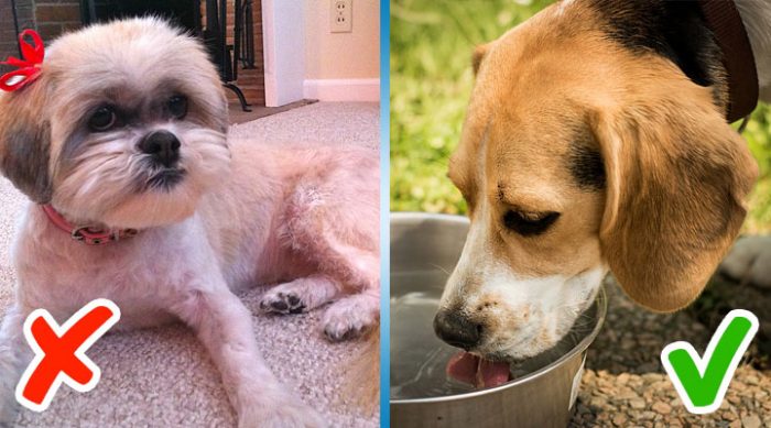 Чем кормить собаку летом и надо ли ее стричь: 5 советов, которые помогут вам не навредить питомцу в жаркий сезон