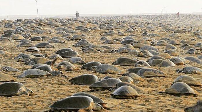Индия на карантине: пока люди сидят дома, оливковые черепахи отложили на пляже более 60 миллионов яиц!