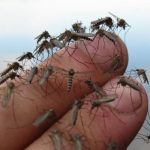 Девять запахов, которых комары боятся как огня